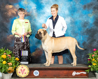 Mastiff #6 Fri BOB Judge Donna Buxton