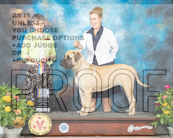 Mastiff #6 Fri BOB Judge Donna Buxton_MMJ_0974_SanAnonio2021_HR3
