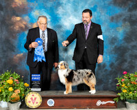 Miniature American Shepherd #14 Fri G1 Judge John Wade