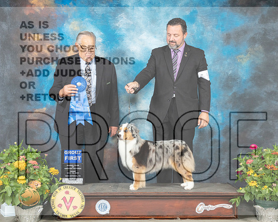 Miniature American Shepherd #14 Fri G1 Judge John Wade_MMJ_1123_SanAnonio2021_HR3