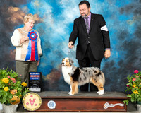 Miniature American Shepherd #14 Fri RBIS Judge Judy Brown