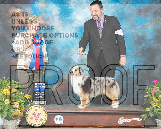 Miniature American Shepherd #14 Fri RBIS Judge Judy Brown_MMJ_1147_SanAnonio2021_HR3