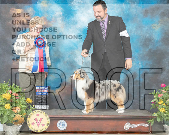 Miniature American Shepherd #14 Fri RBIS Judge Judy Brown_MMJ_1150_SanAnonio2021_HR3
