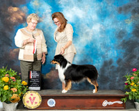 Miniature American Shepherd #7 Fri BOS Judge Judy Brown