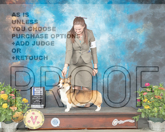 Pembroke Welsh Corgi #7 Fri BOW Judge Judy Brown_MMJ_0801_SanAnonio2021_HR3