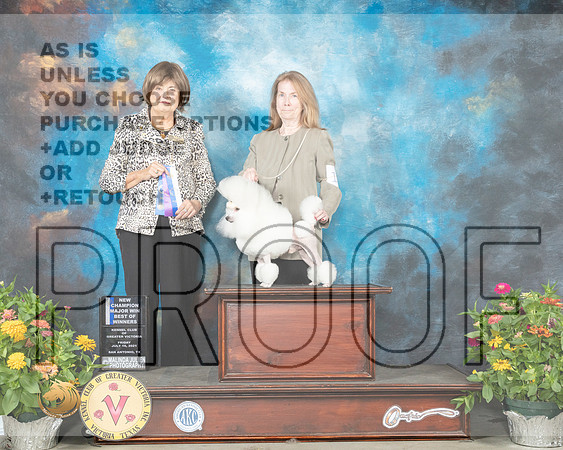 Poodle #19 Fri BOW Judge Linn Brown_MMJ_0798_SanAnonio2021_HR3