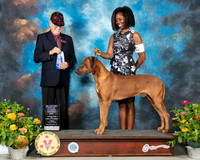 Rhodesian Ridgeback #31 Fri BOW Judge Johnny Shoemaker