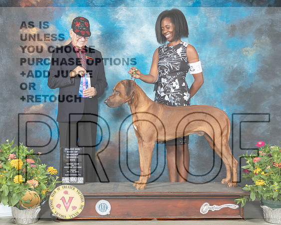 Rhodesian Ridgeback #31 Fri BOW Judge Johnny Shoemaker_MMJ_0714_SanAnonio2021_HR3