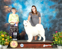 Samoyed #14 Fri BOB Judge Donna Buxton
