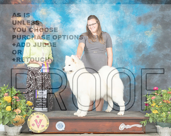 Samoyed #14 Fri BOB Judge Donna Buxton_MMJ_0808_SanAnonio2021_HR3