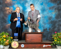 Schnauzer Miniature #8 Fri G1 Judge John Wade