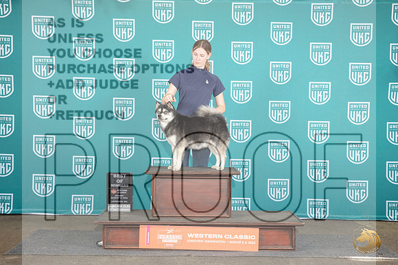 Alaskan Klee Kai #388 Sun BOW Judge Sharon Griffin__JP_2028_Longview WA_2024_HR3