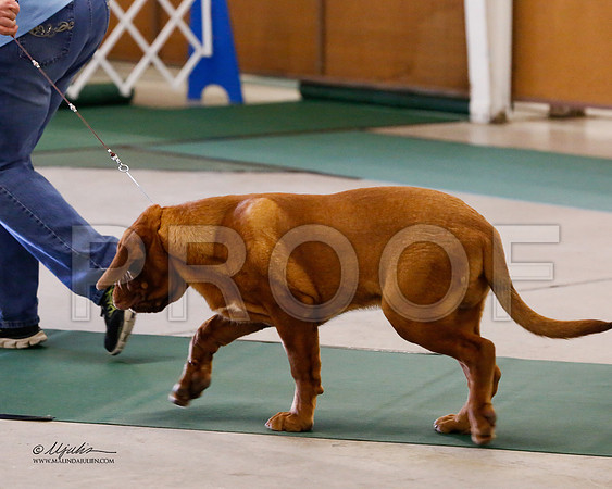 Dogue-8475-NormNov13-HR