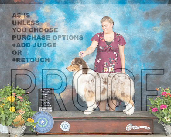 Australian Shepherd #9 Sat BOW Judge Ken Buxton_MMJ_1382_SanAnonio2021_HR3