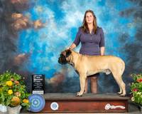 Bullmastff #19 Sat WD Judge Donna Buxton