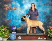 Bullmastiff #15 Sat WD Judge Ken Buxton