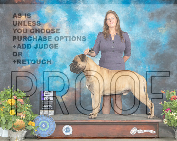 Bullmastiff #15 Sat WD Judge Ken Buxton_MMJ_1385_SanAnonio2021_HR3