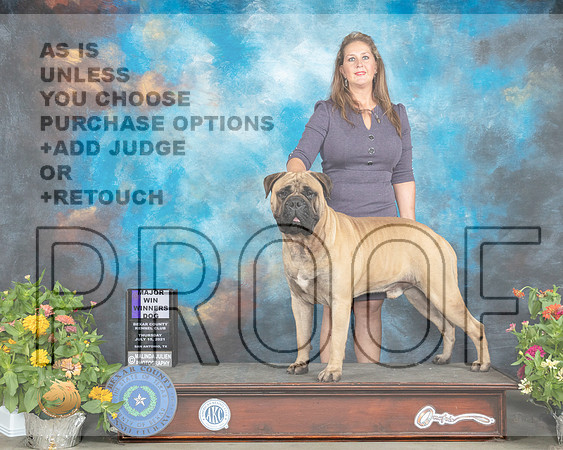 Bullmastiff #15 Sat WD Judge Ken Buxton_MMJ_1388_SanAnonio2021_HR3