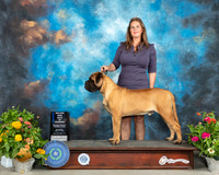 Bullmastiff #9 Sat BOW Judge Robert Hutton
