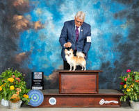 Chihuahua Long Coat #11 Sat BOW Judge Judy Brown