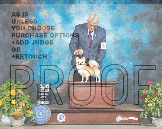 Chihuahua Long Coat #11 Sat BOW Judge Judy Brown_MMJ_1255_SanAnonio2021_HR3