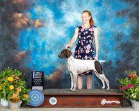 German Shorthaired Pointer #24 Sat BOW Judge Judy Brown
