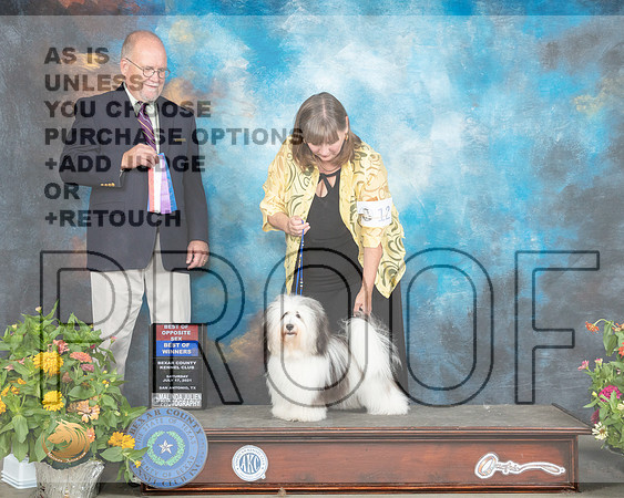 Havanese #12 Sat BOW Judge John Constantine Amodei_MMJ_1429_SanAnonio2021_HR3