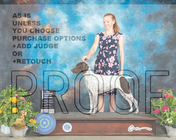 German Shorthaired Pointer #24 Sat BOW Judge Judy Brown_MMJ_1312_SanAnonio2021_HR3