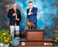 Miniature Pinscher #5 Sat BOB Judge John Constantine Amodei
