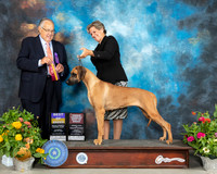 Rhodesian Ridgeback #8 Sat BOB Judge John Wade