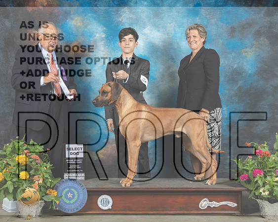 Rhodesian Ridgeback #9 Sat SD Judge John Wade_MMJ_1296_SanAnonio2021_HR3