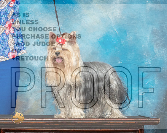Yorkshire Terrier Benzie 2_MMJ_1342_SanAnonio2021_HR3