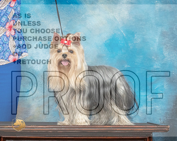 Yorkshire Terrier Benzie 2_MMJ_1341_SanAnonio2021_HR3