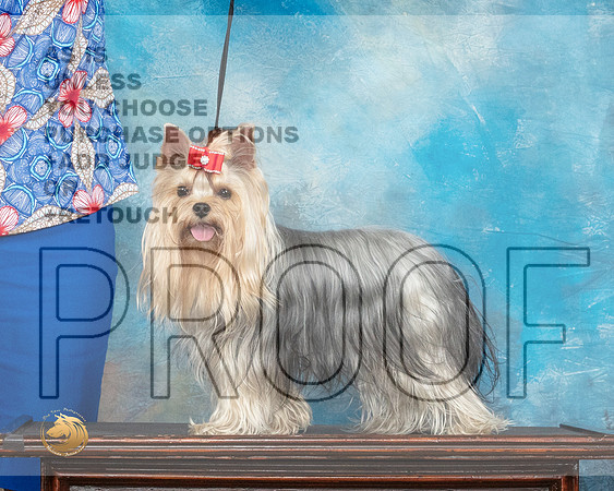 Yorkshire Terrier Benzie 2_MMJ_1343_SanAnonio2021_HR3