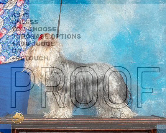 Yorkshire Terrier Benzie 2_MMJ_1346_SanAnonio2021_HR3