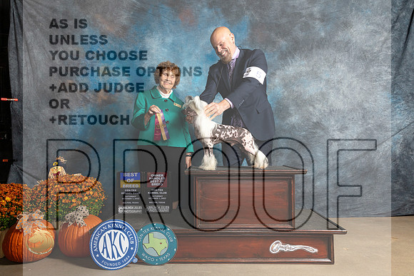 Chinese Crested #8 Sat BOBOHBOB Judge Donnelle Richards_MJ_5736_Belton_2022_HR3