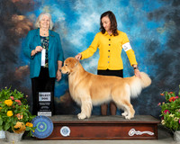Golden Retriever #33 Sat SD Judge Lori Nelson