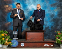 Scottish Terrier #10 Sat SBGCh Judge Joao Machado