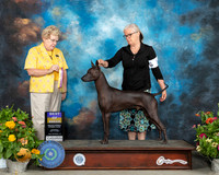 Xolo #7 Sat BOB Judge Judy Brown