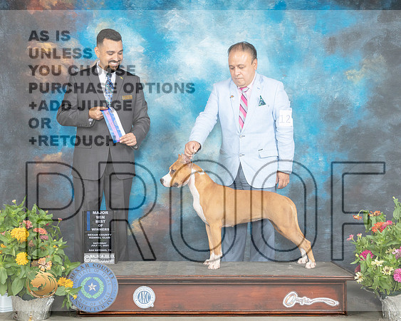 American Staffordshire Terier #12 Sat BOW Judge Joao Machado_MMJ_1524_SanAnonio2021_HR3