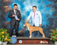 American Staffordshire Terier #12 Sat BOW Judge Joao Machado