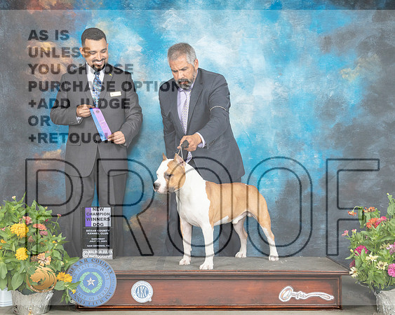 American Staffordshire Terrier #19 Sat WD Judge Joao Machado_MMJ_1528_SanAnonio2021_HR3