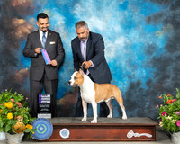 American Staffordshire Terrier #19 Sat WD Judge Joao Machado