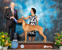 Rhodesian Ridgeback #28 Thurs BOW Judge Robert Hutton r