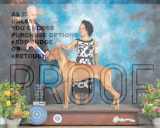 Rhodesian Ridgeback #28 Thurs BOW Judge Robert Hutton r_MMJ_1545_SanAnonio2021_HR3