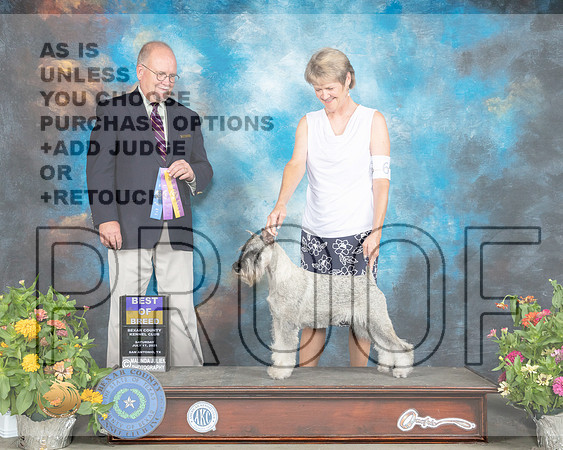 Schnauzer Std #6 Sat BOB Judge John Constantine Amodei_MMJ_1564_SanAnonio2021_HR3