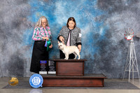 French Bulldog #15 Fri BOWBOBOHBOB Judge Denise Dean