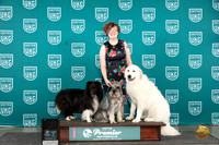 Sheltie GrPry Schn #613 Sat