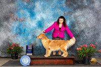 Golden Retriever #38 Sat WB Judge Wendy G Willhauck