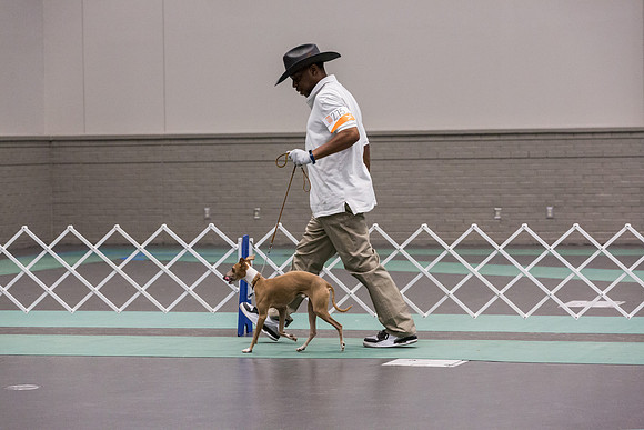 Italian Greyhound Sat Ring_JJL_0788_UKCLNGVIEWOCT2024_2024_HR3